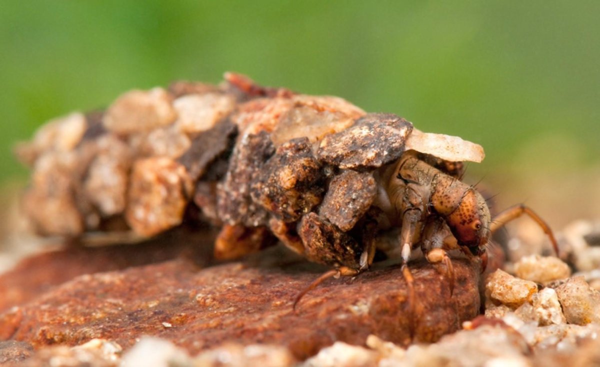 Hydropsyche angustipennis