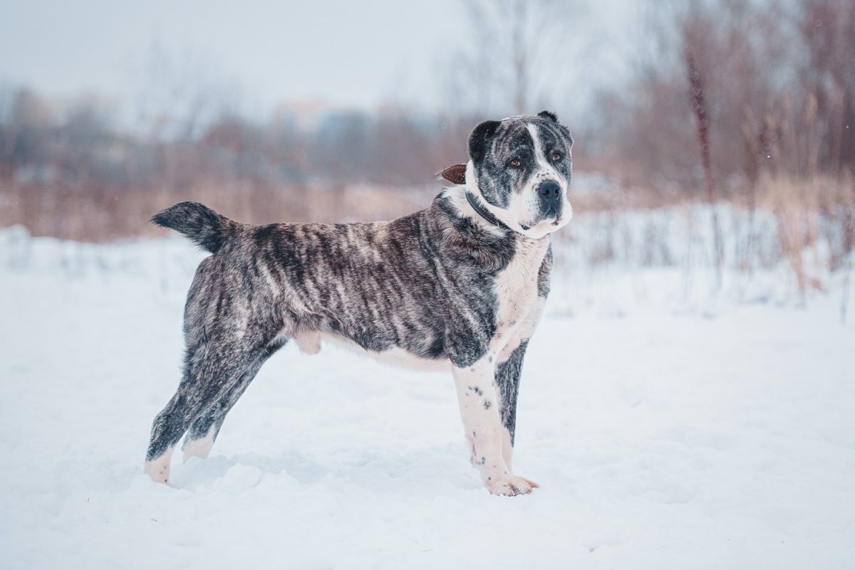 Тигровая Среднеазиатская овчарка