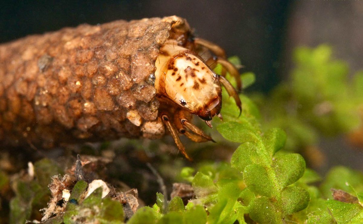 Мухи на хариуса кузнечик