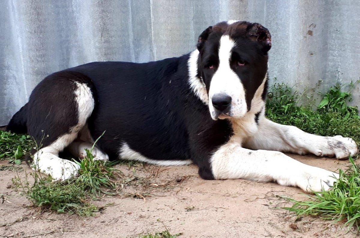 Алабай и тигр