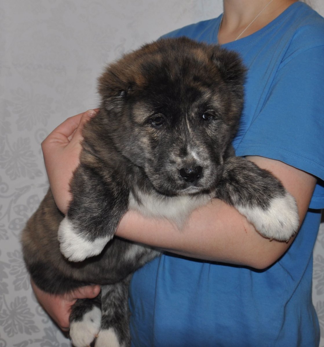 Кангал собака