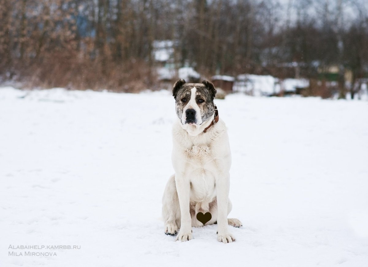 Турецкий кангал собака злой