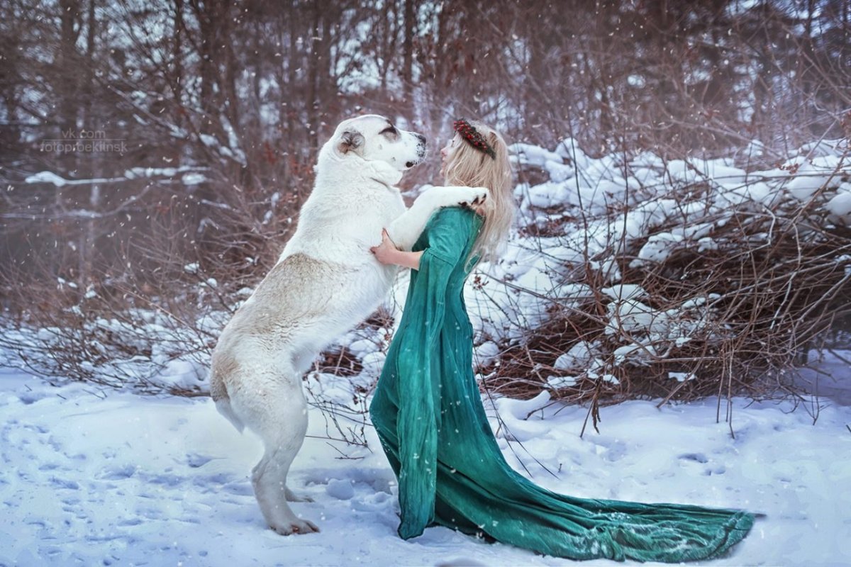 В Малайзии разрисовали собаку под тигра