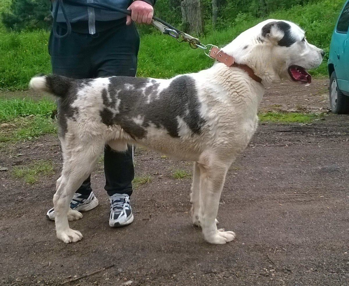 Питбуль метис алабая