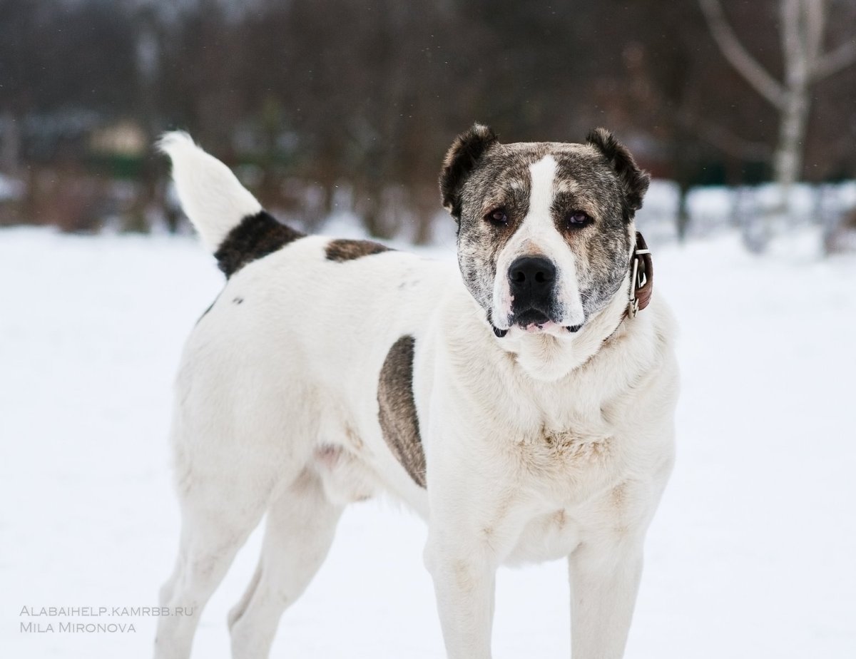 Тигровый алабай