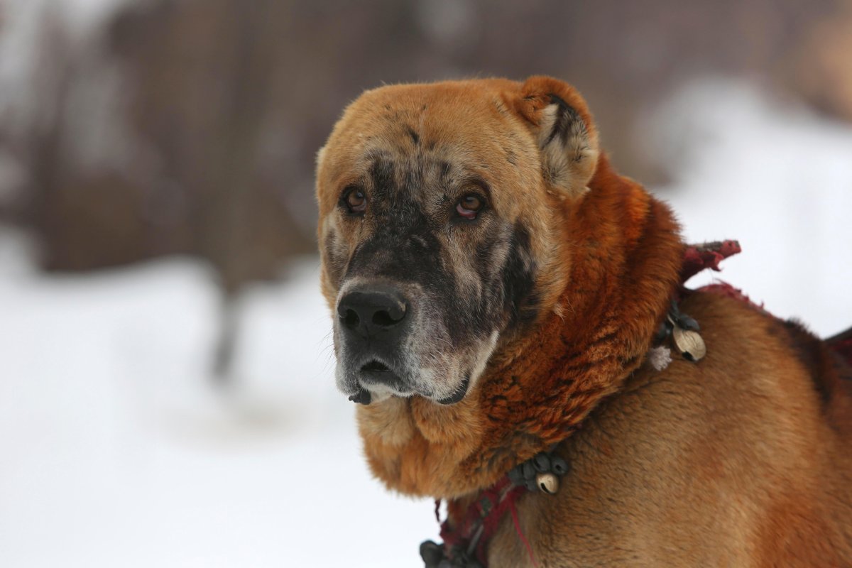 Разрисовали собаку под тигра