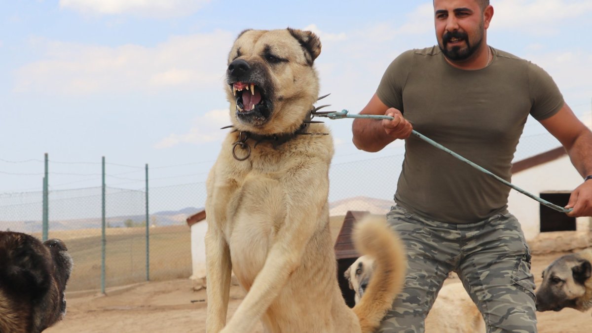 Собака туркменский алабай