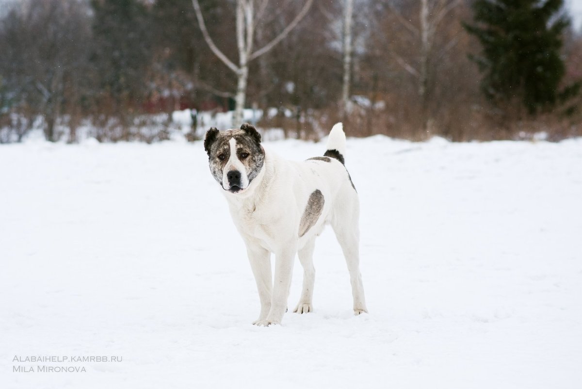 Алабай на улице