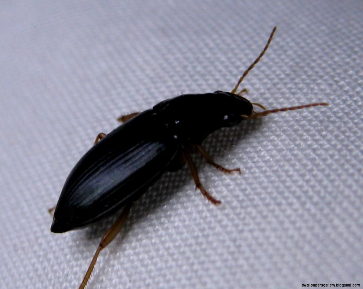 Черный Жук Франкавилла