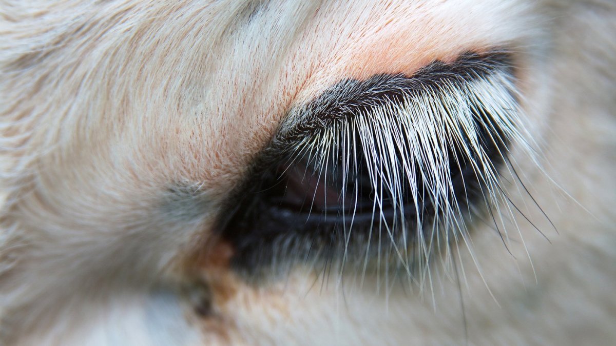 Ресницы верблюдов