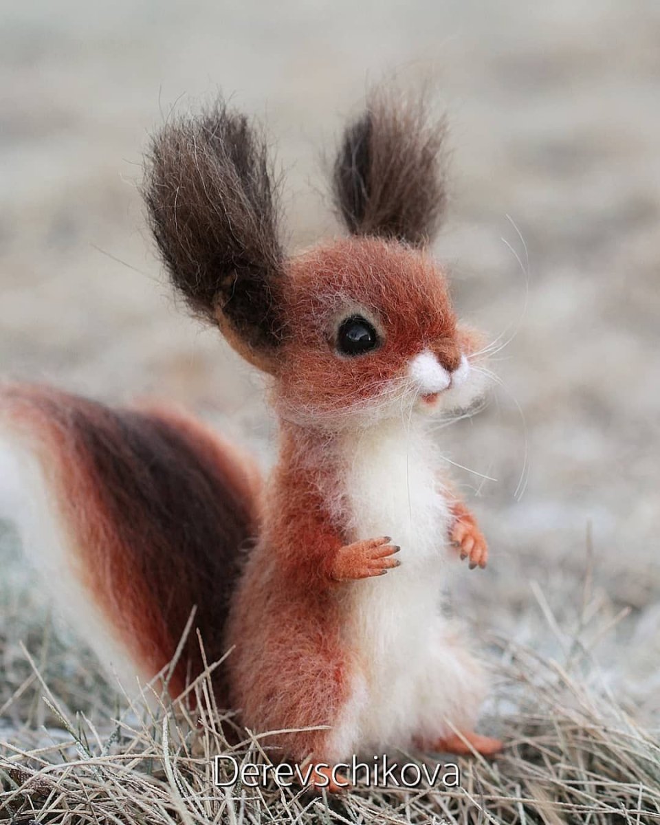 Пушистая белка