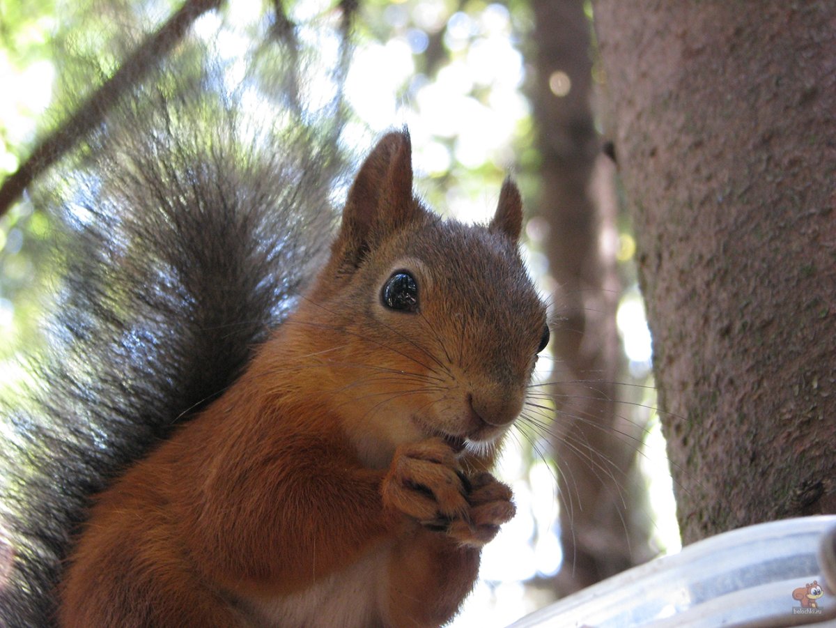 Беличий эффект 2д изгиб д