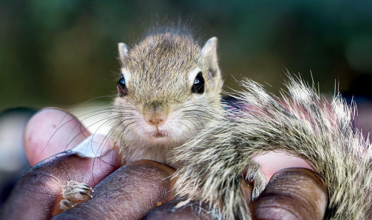 Лошадиный глаз