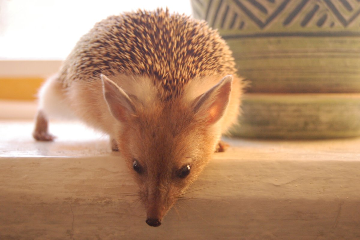 Животные осенью для детей