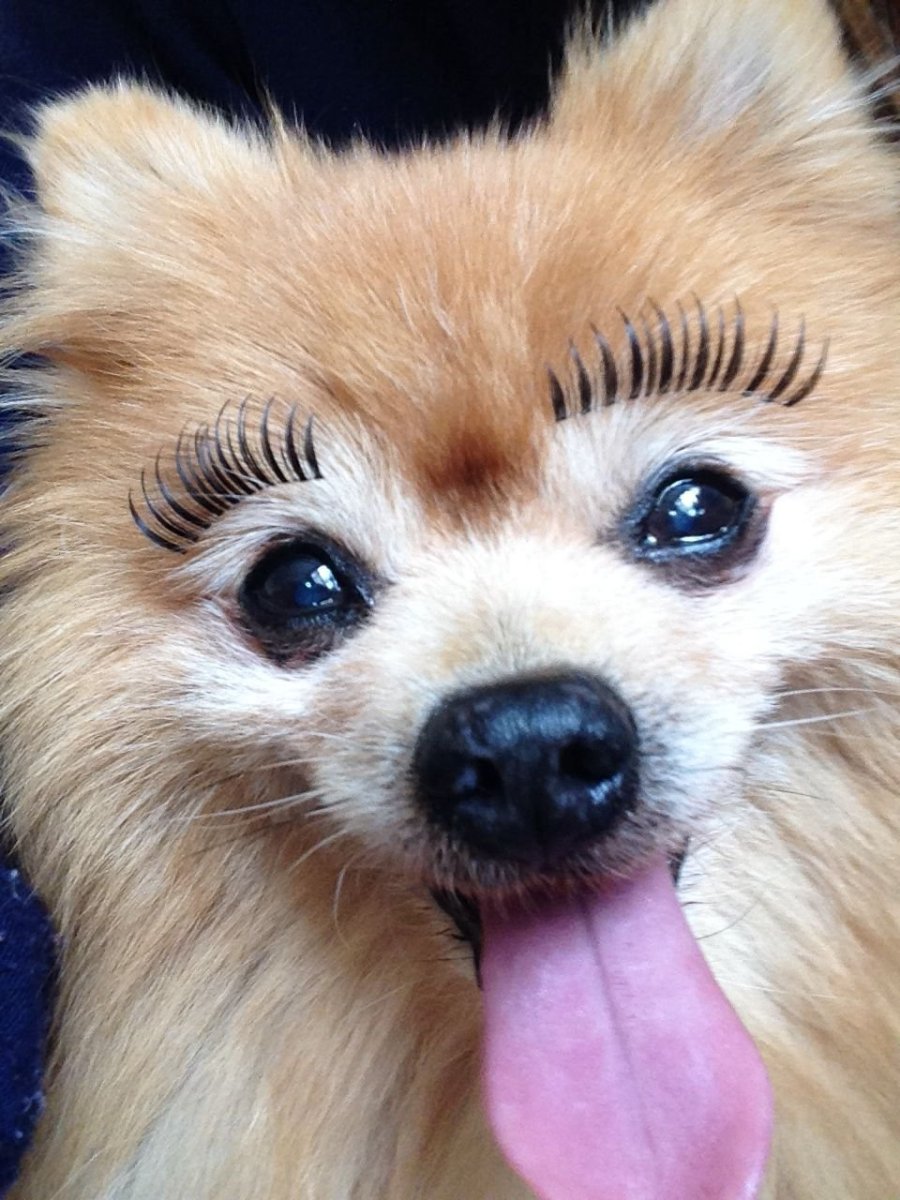 Собака с ресницами