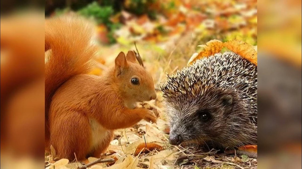 Осенние звери