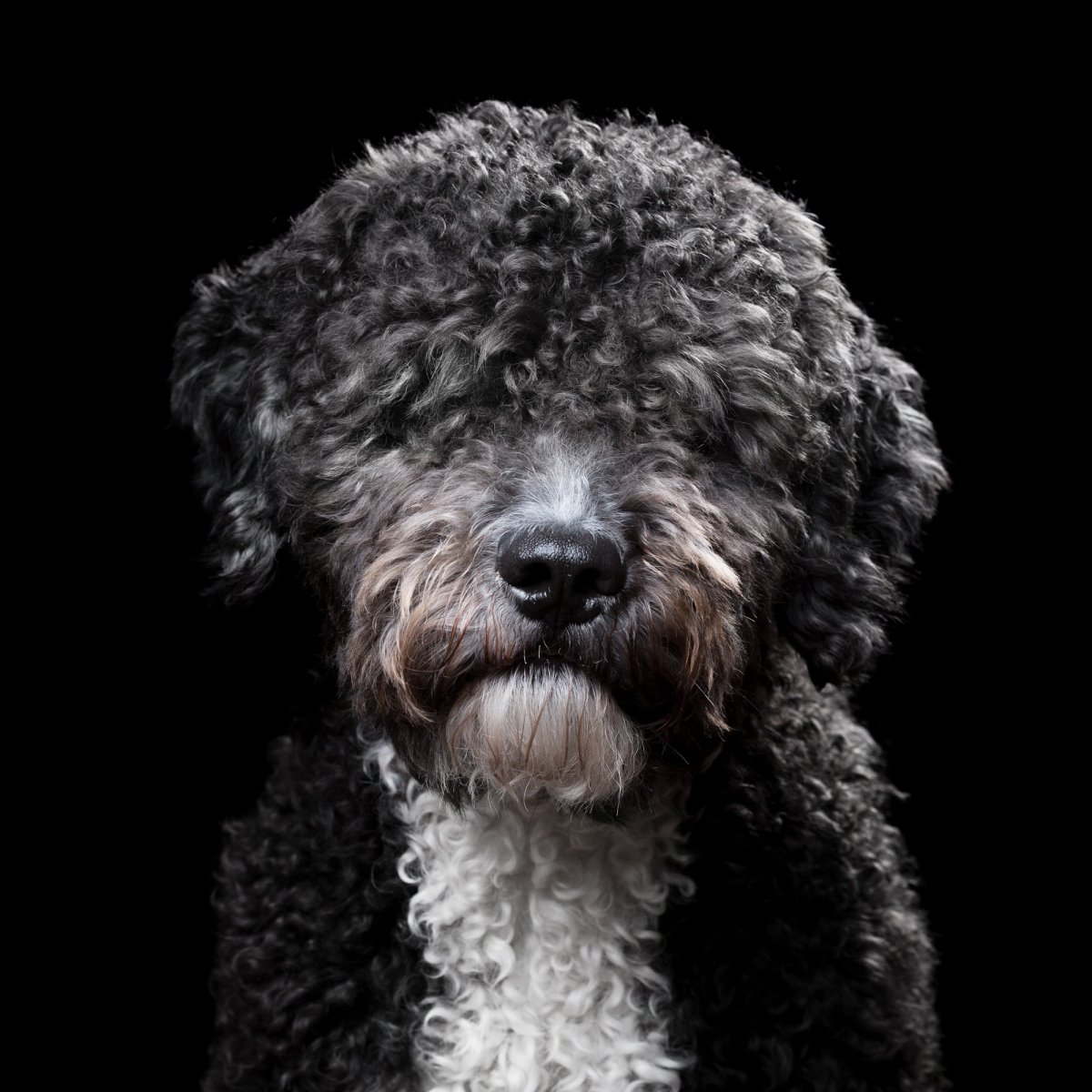 Роб Баху портреты животных