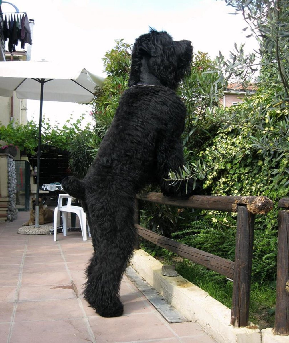 Русский черный терьер