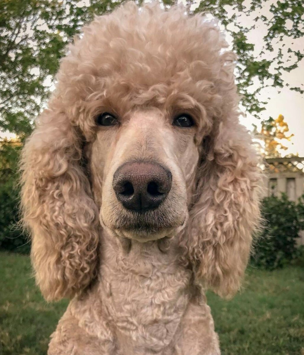 Королевский пудель