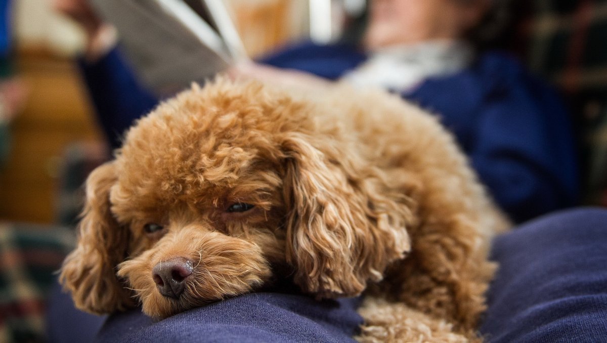 Той пудель кучерявый