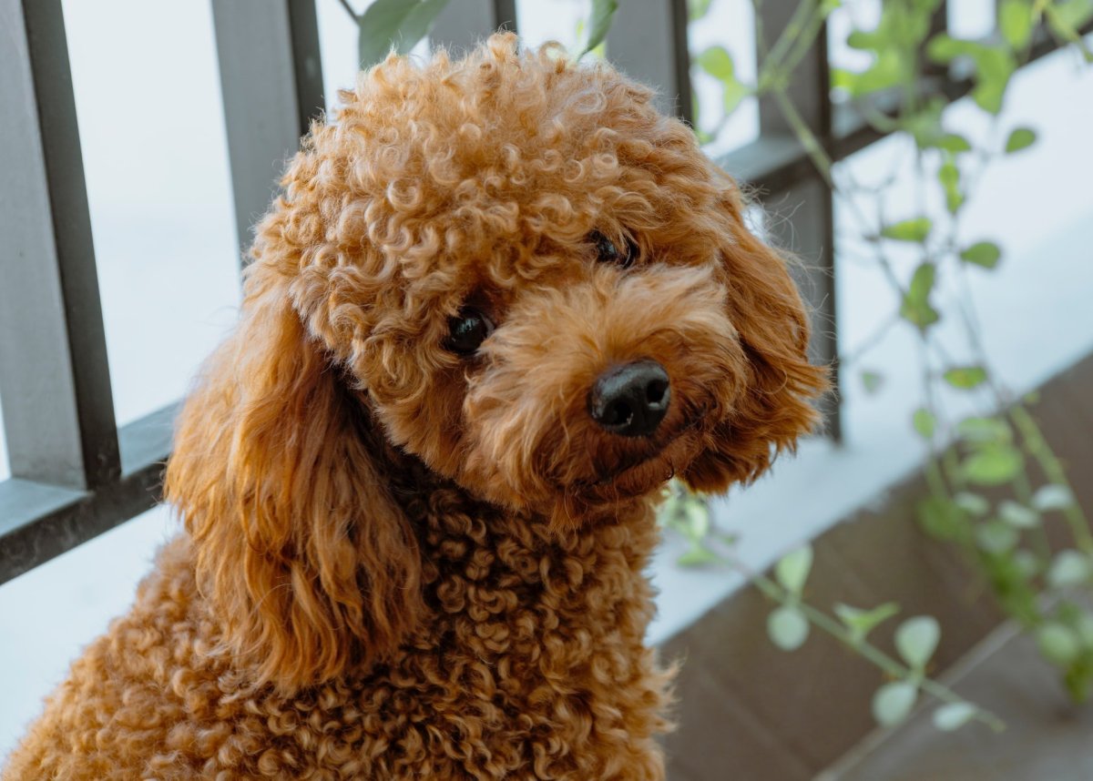 Poodle Kaniş