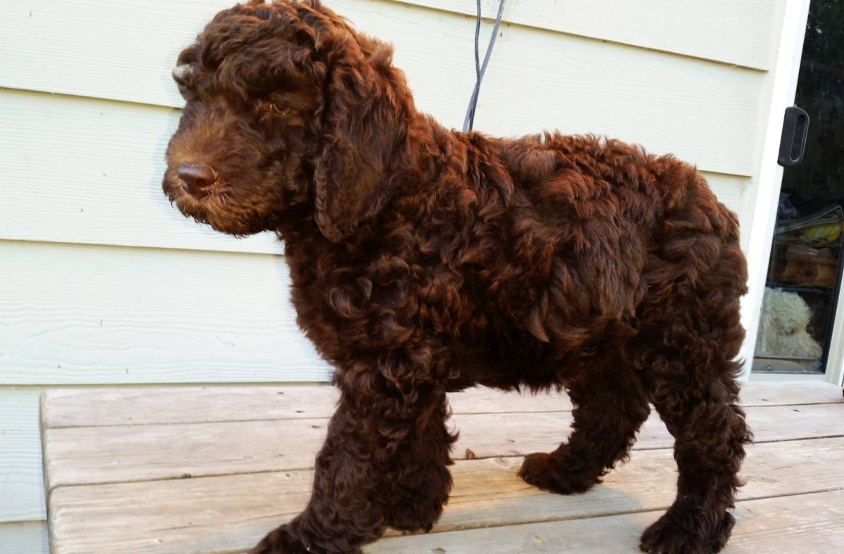 Лабрадудль Доберман