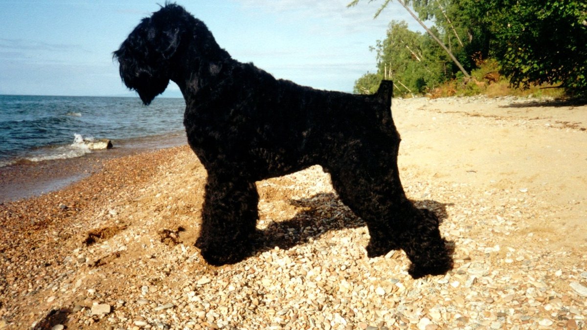 Порода Бич дог