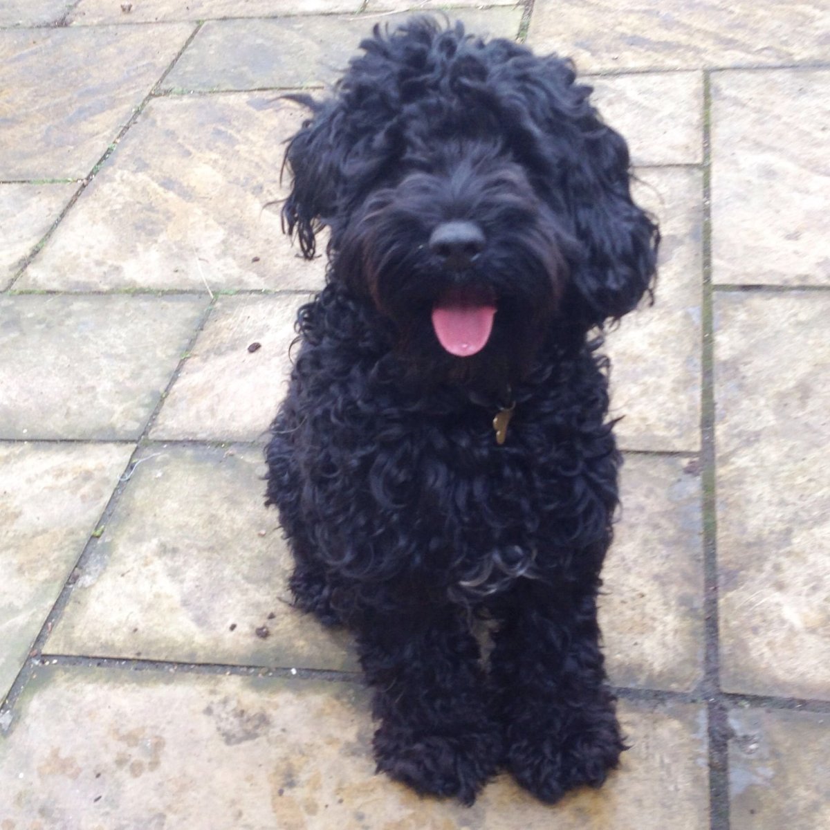 Пудель кокапу черный