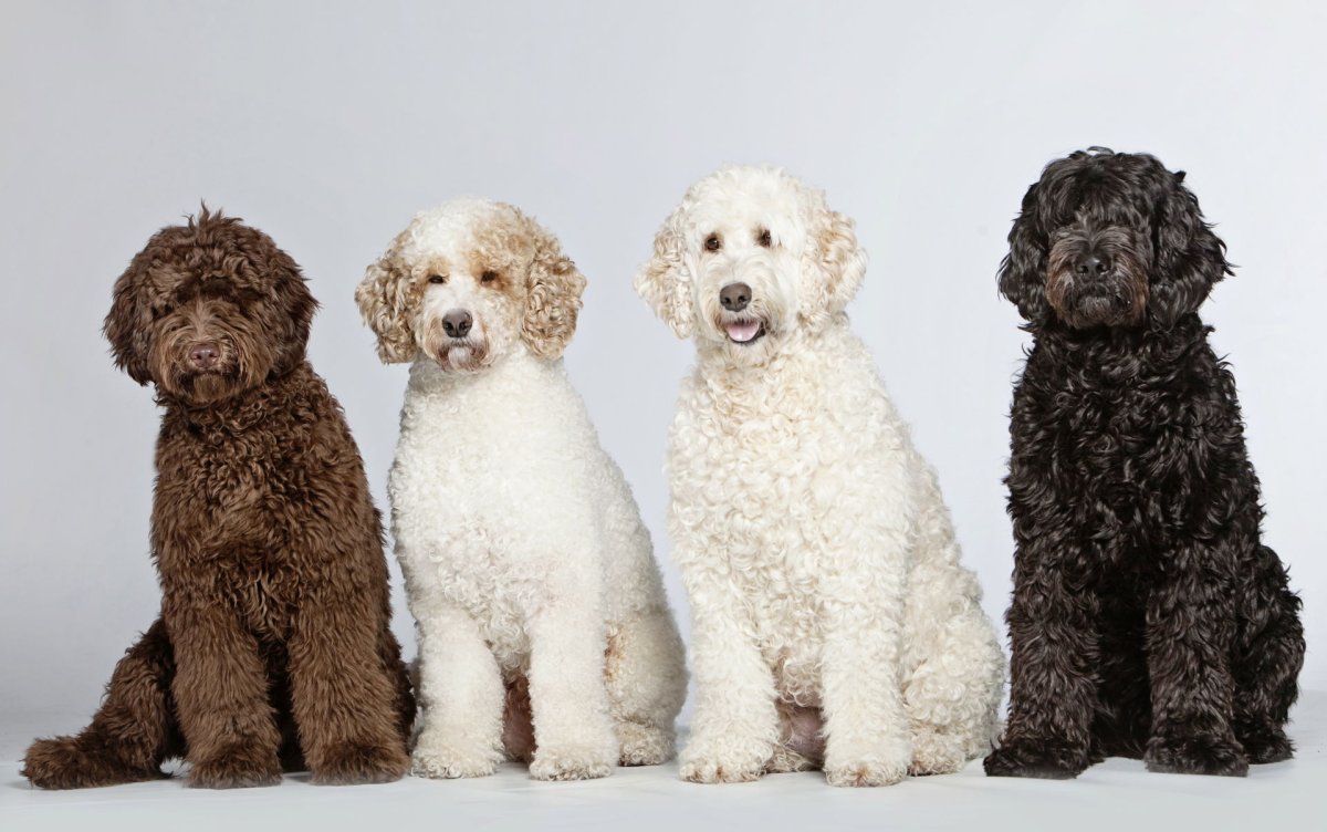 Порода лабрадудель