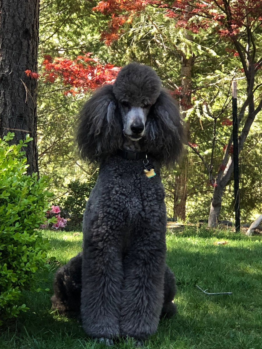 Королевский пудель