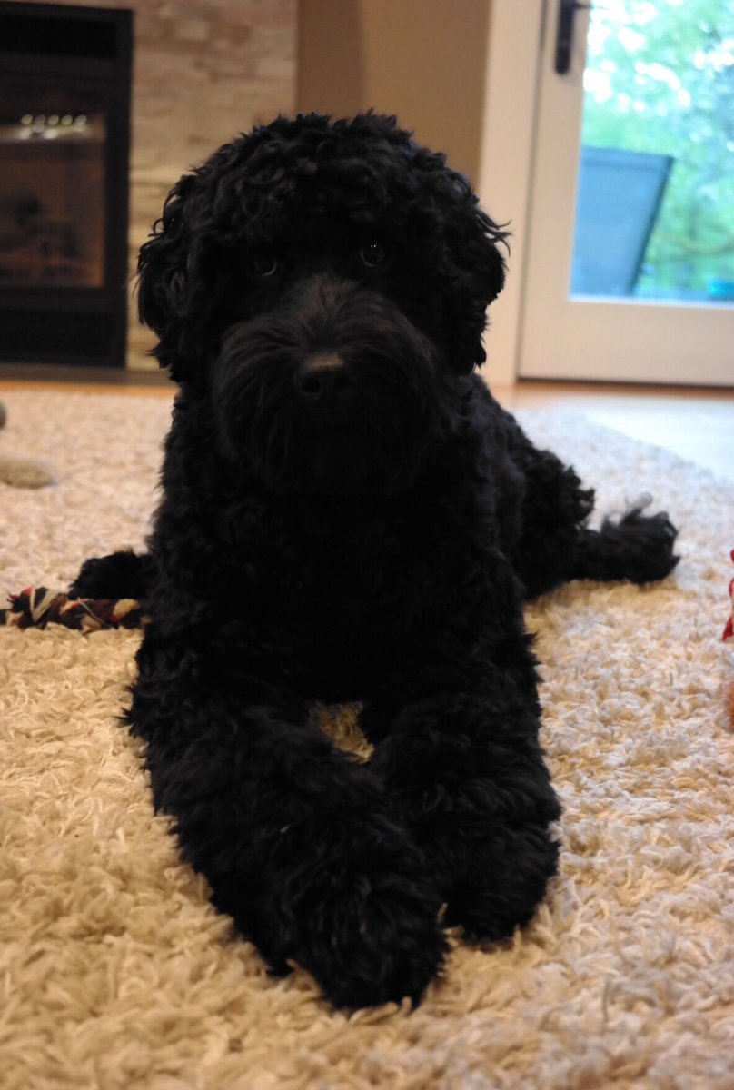 Австралийский лабрадудель черный