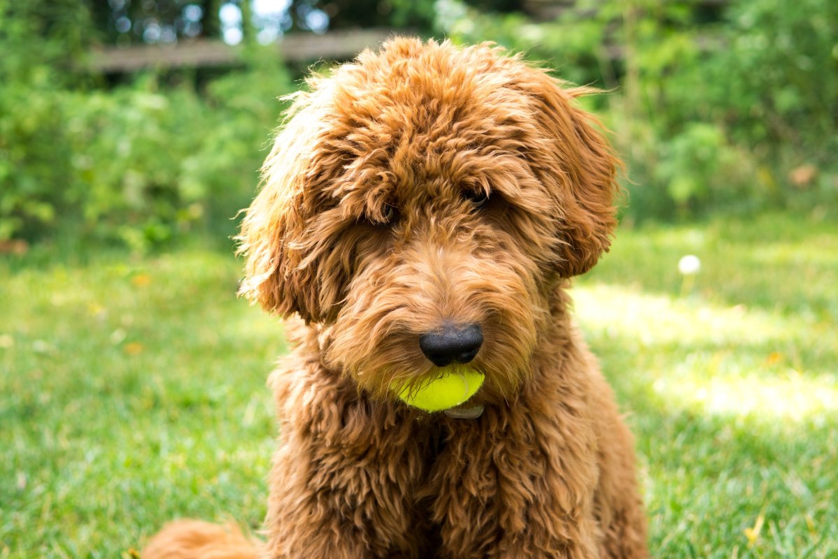 Барбет (порода собак)