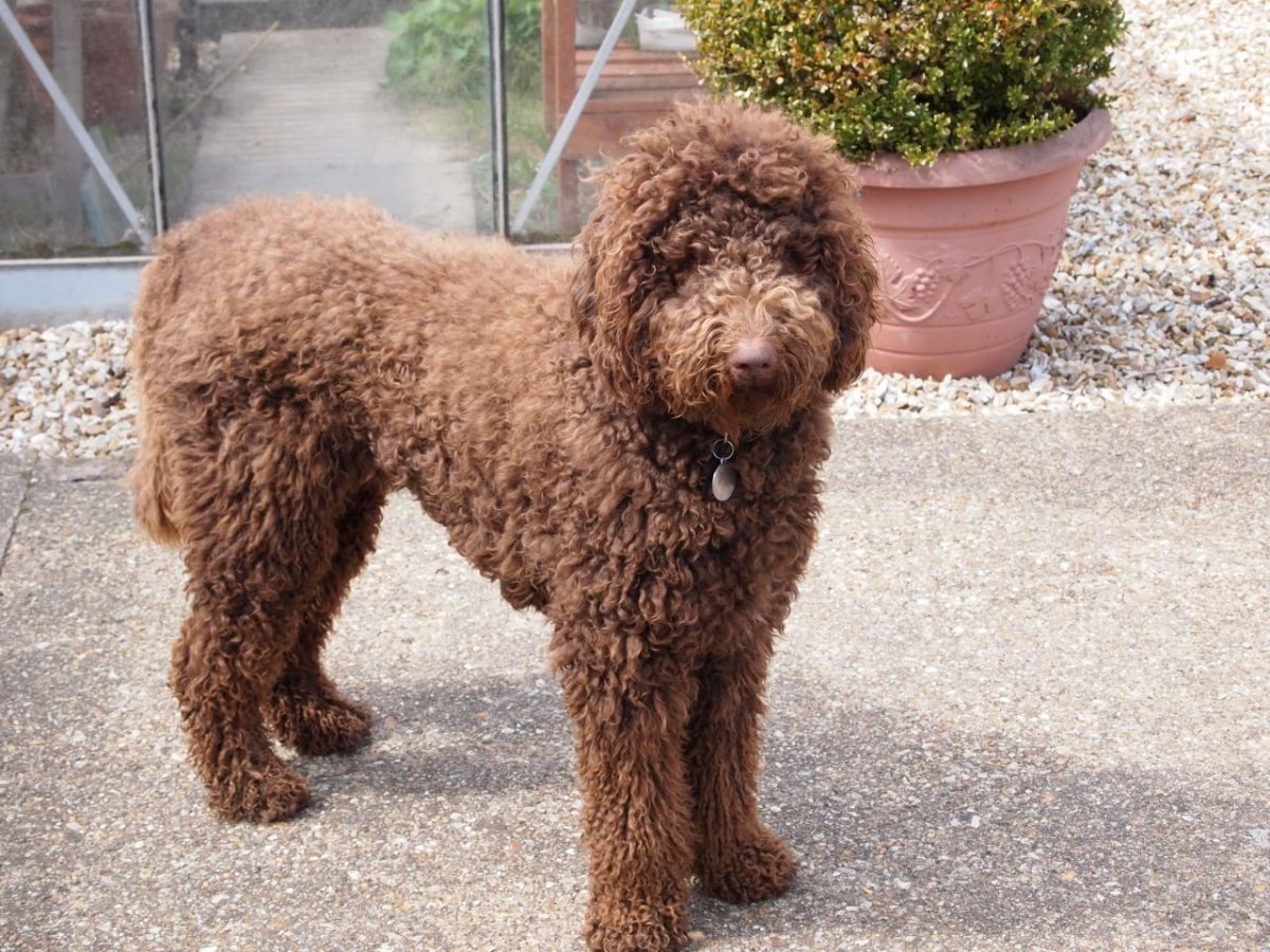 Лабрадор пудель лабрадудль