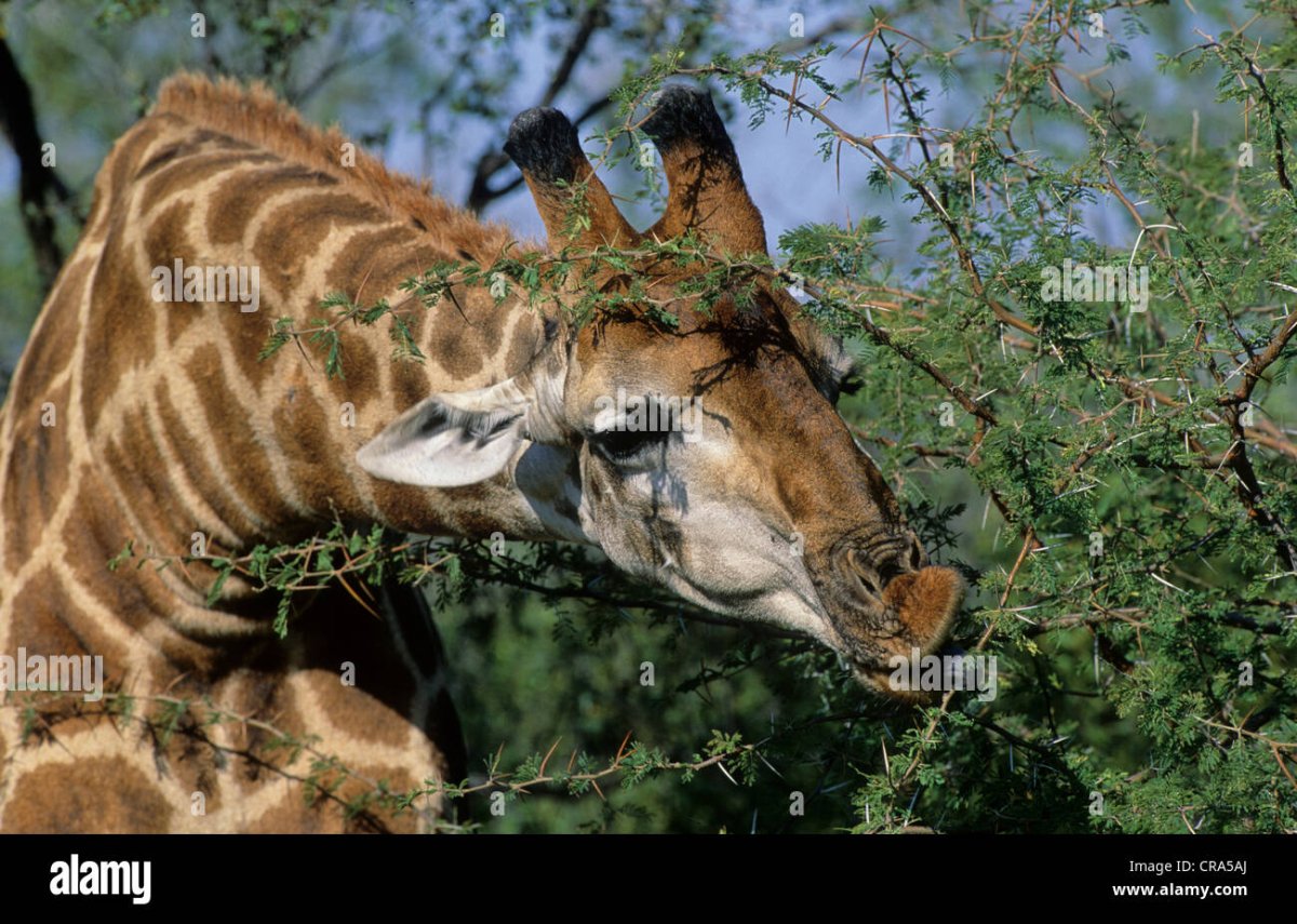 Оленьи рога
