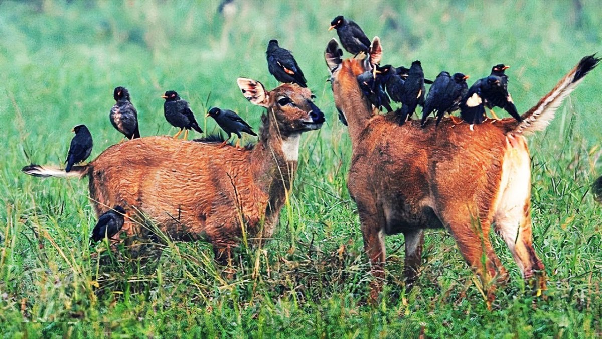 Копытные животные и птицы