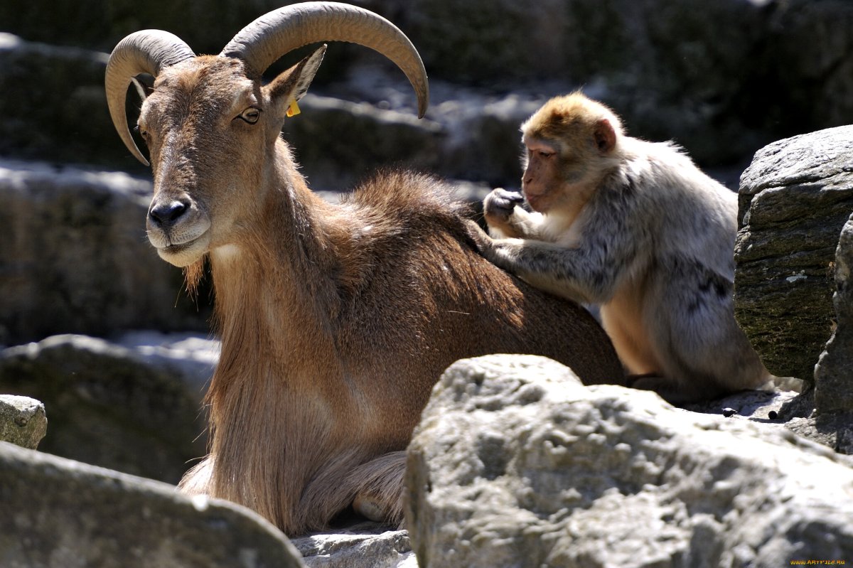 Обезьяна и коза