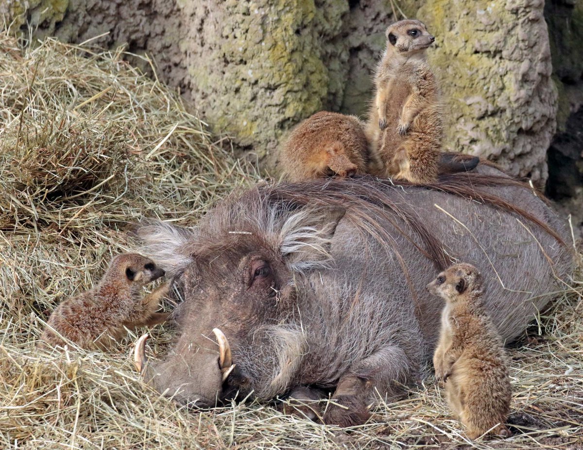 Бородавочник и сурикат