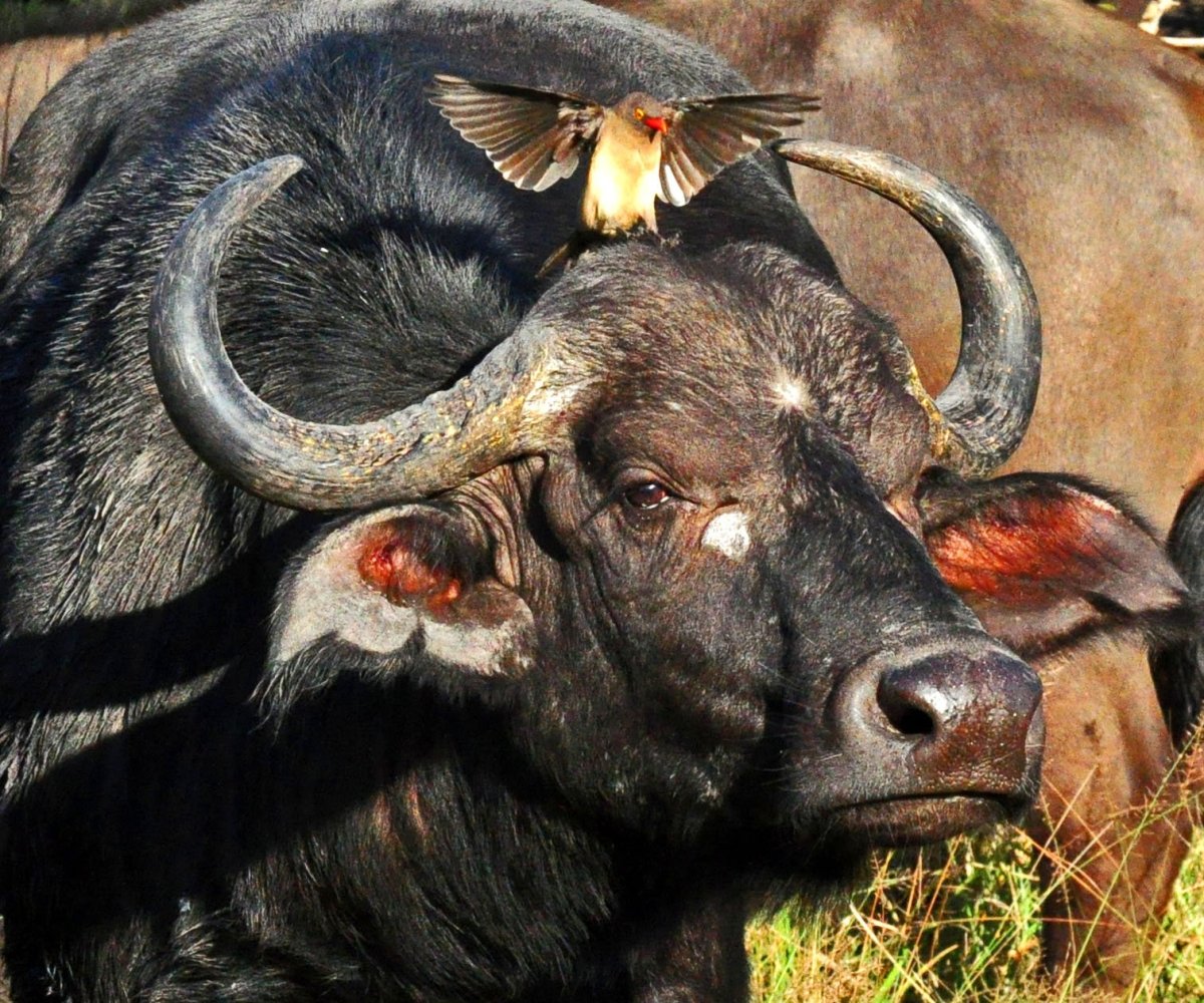 Буйволовый Ткач Африка