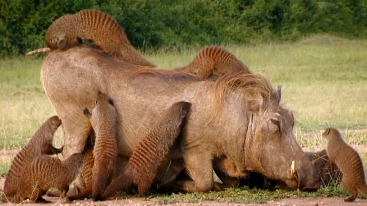 Кабан-бородавочник и Мангуст