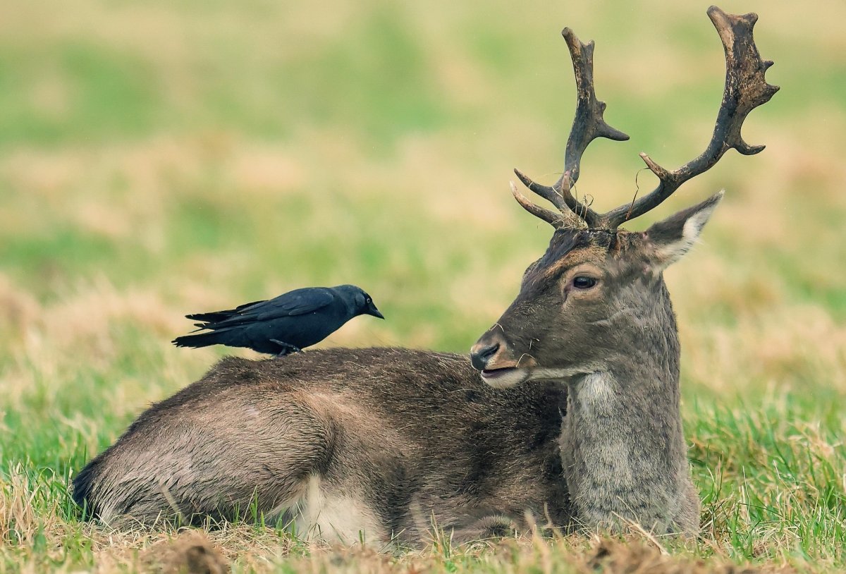 Олень сидит