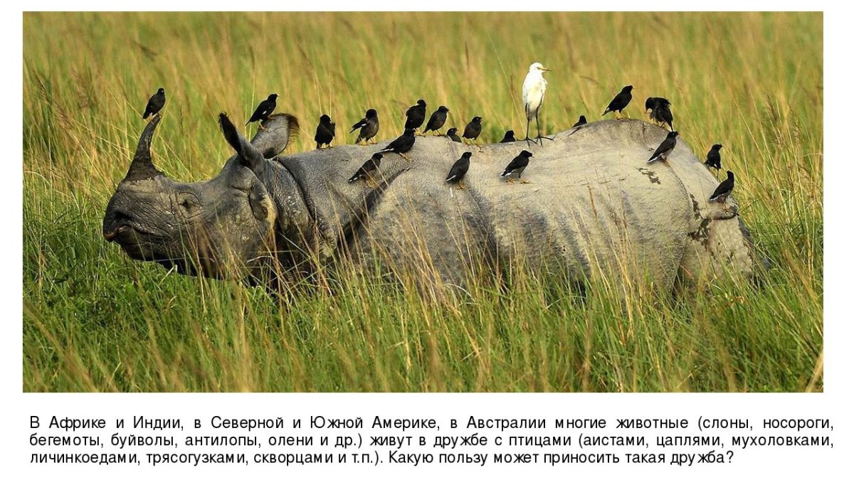 Воловьи птицы и носорог