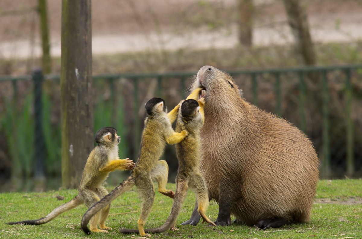 Красивые снимки зебры