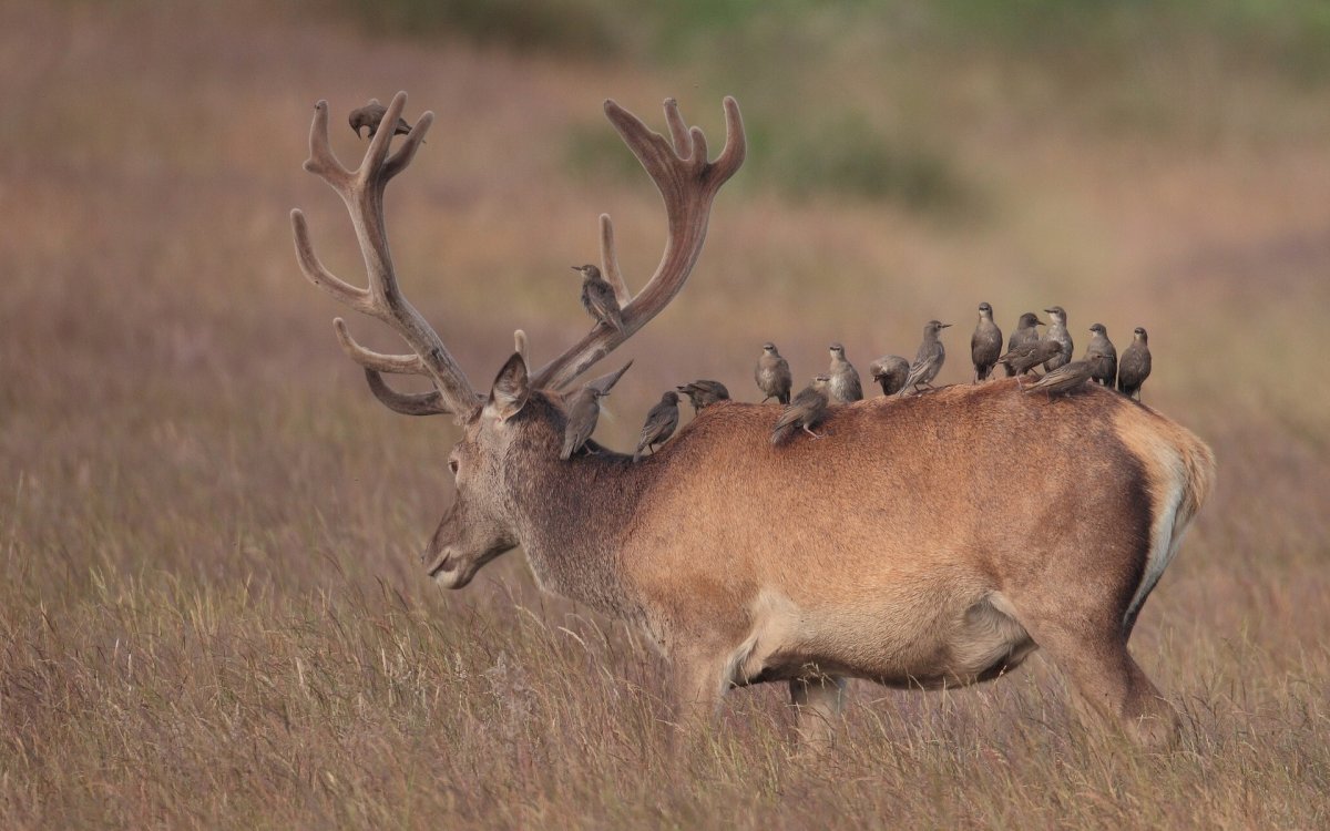Олень с птицами
