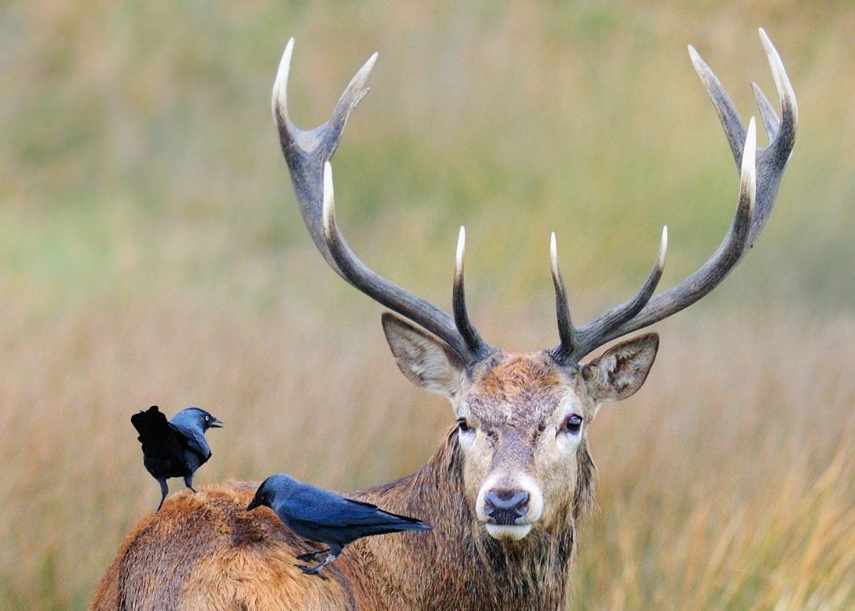 Сафари в национальном парке Этоша