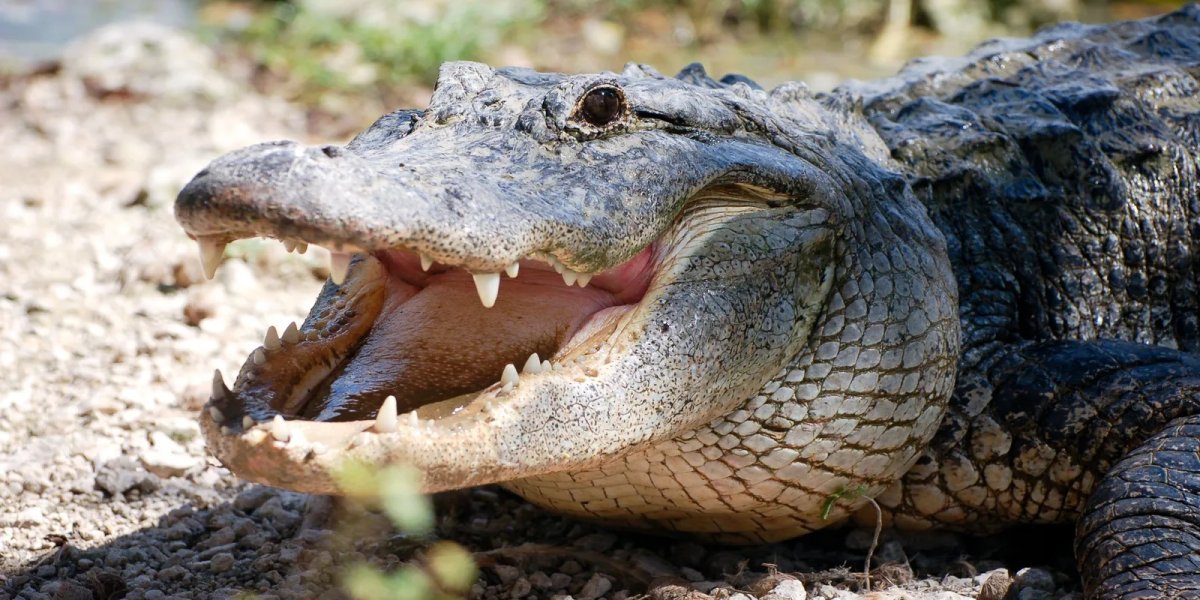 Alligator vs Crocodile