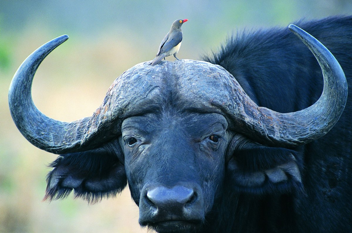 Крокодил и птичка Тари симбиоз