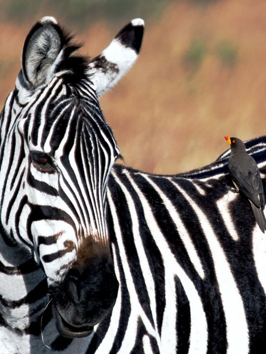 Птицы волоклюи