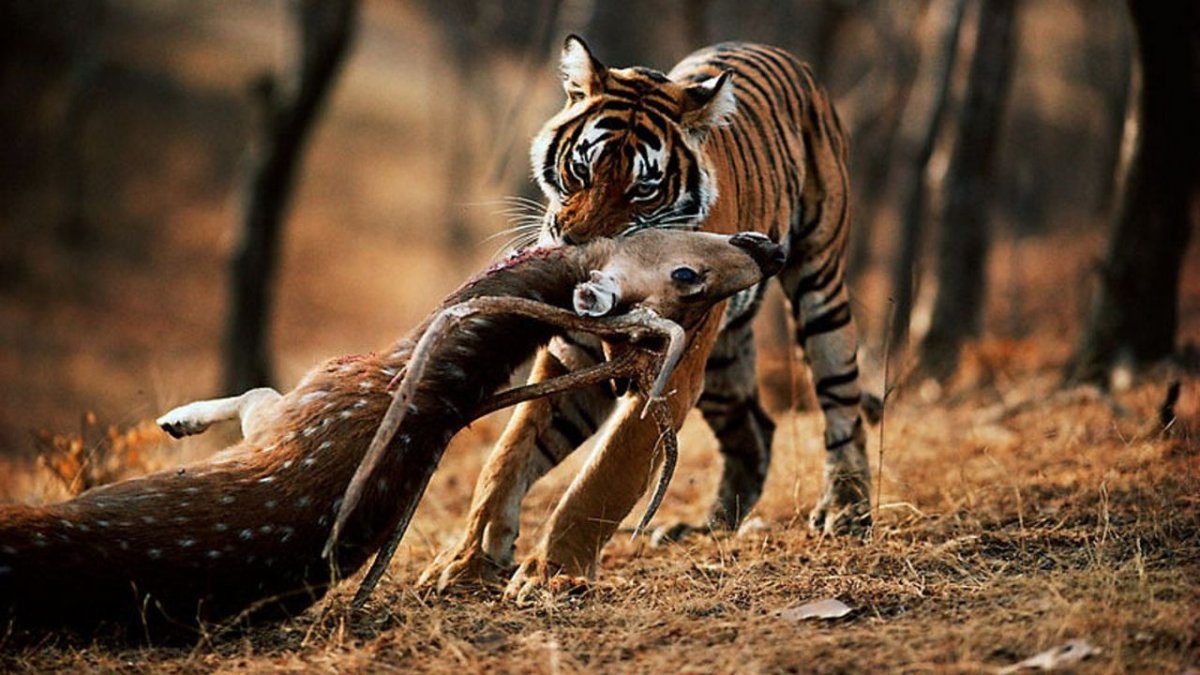 Амурский тигр на охоте