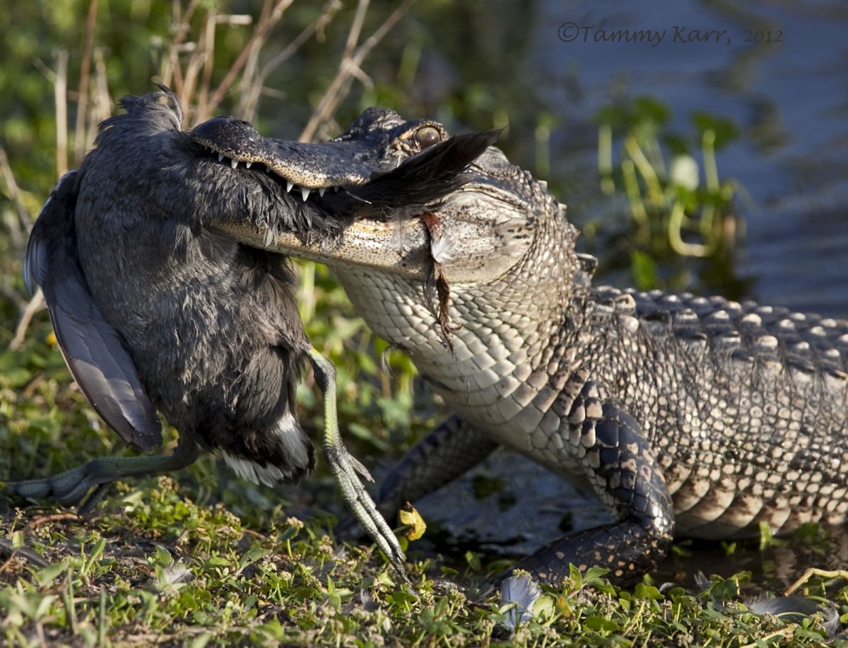 Сенегальская авдотка и крокодил