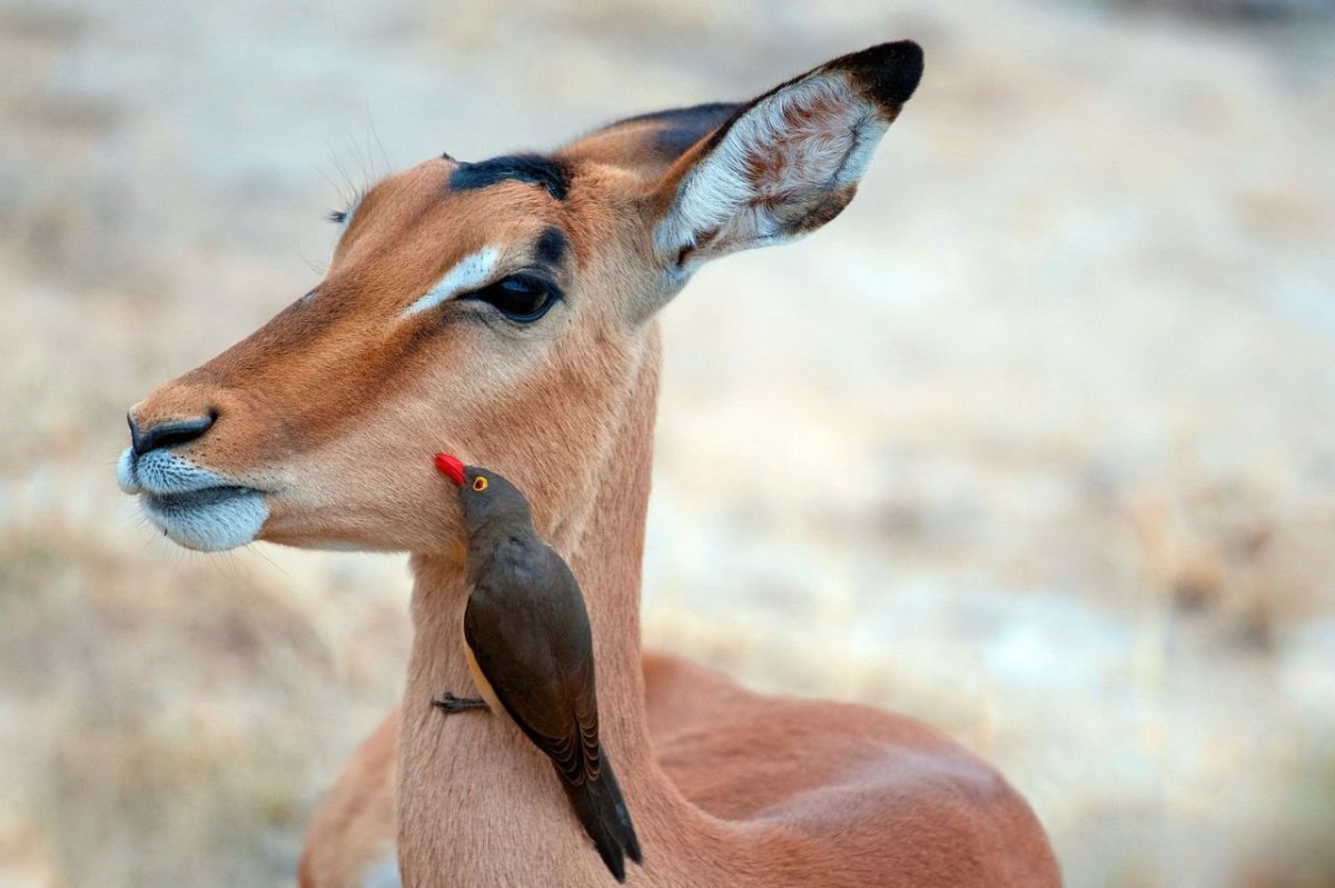 Животные чистильщики